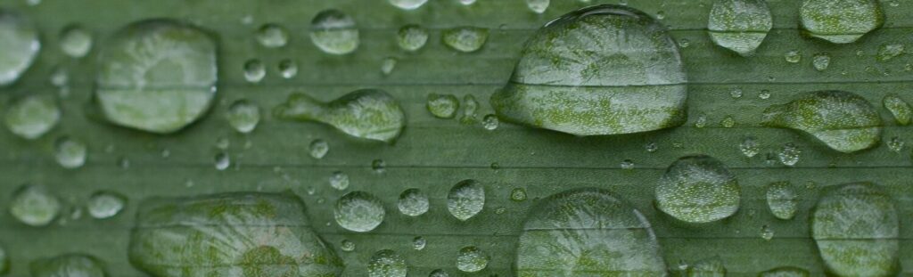 Wassertropfen auf einem Blatt in Großaufnahme
