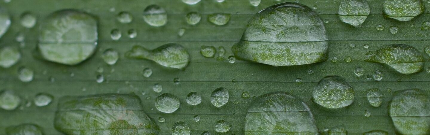 Wassertropfen auf einem Blatt in Großaufnahme