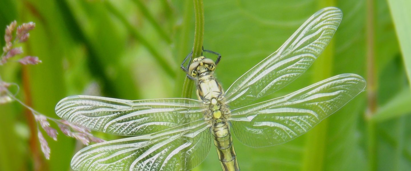 Libelle vor grünen Blättern