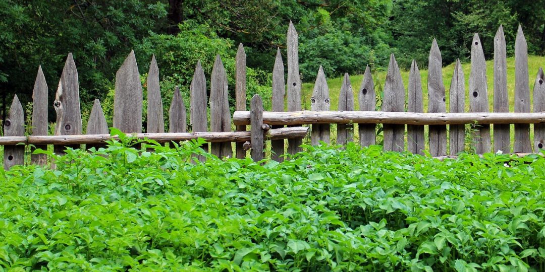 Garten mit grünen Pflanzen, von spitzen Holzzaunpfählen eingegrenzt.