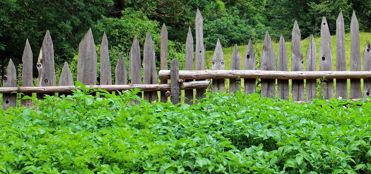 Garten mit grünen Pflanzen, von spitzen Holzzaunpfählen eingegrenzt.