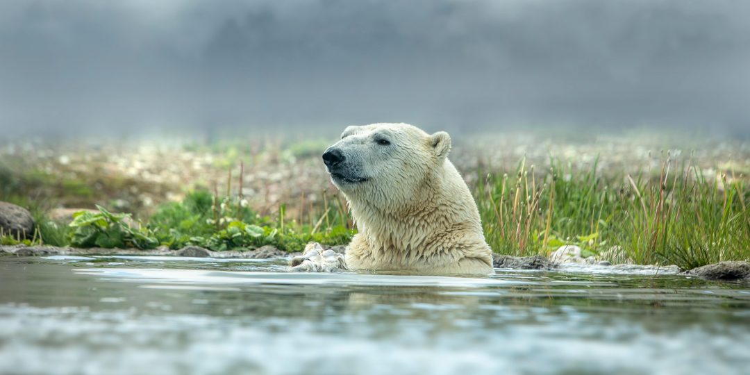 Eisbär taucht mit dem Kopf aus dem Wasser auf, im Hintergrund eine Wiese.