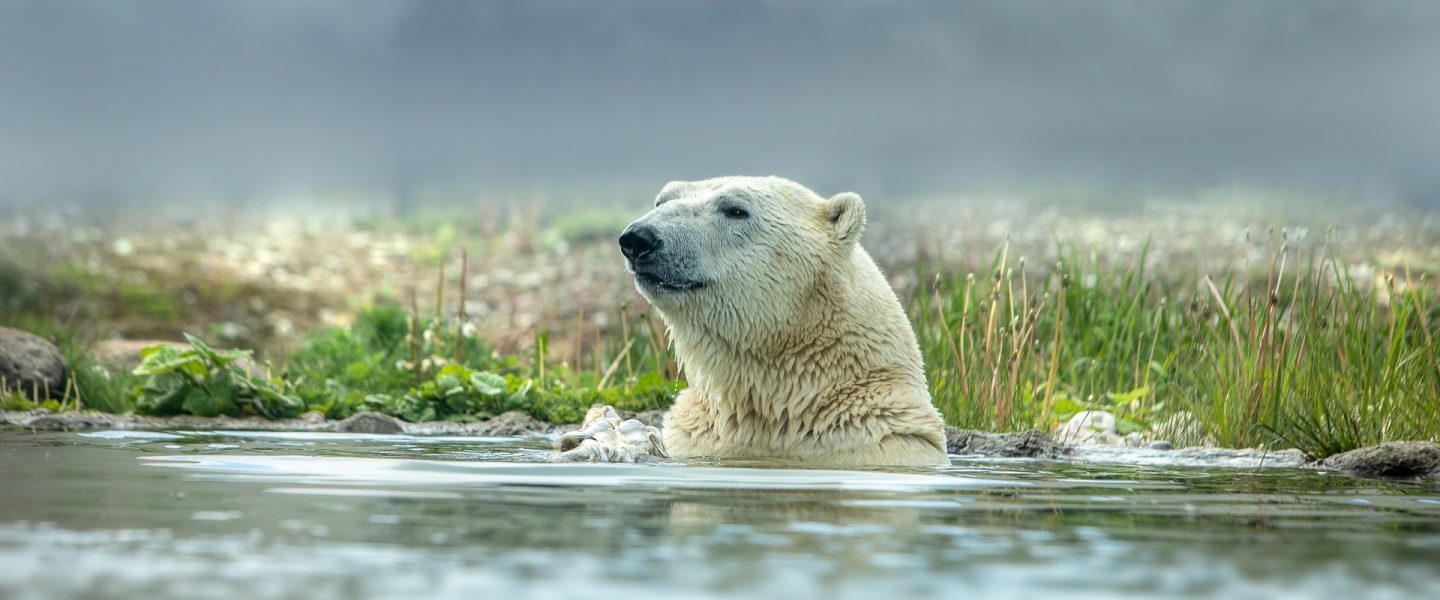 Eisbär taucht mit dem Kopf aus dem Wasser auf, im Hintergrund eine Wiese.