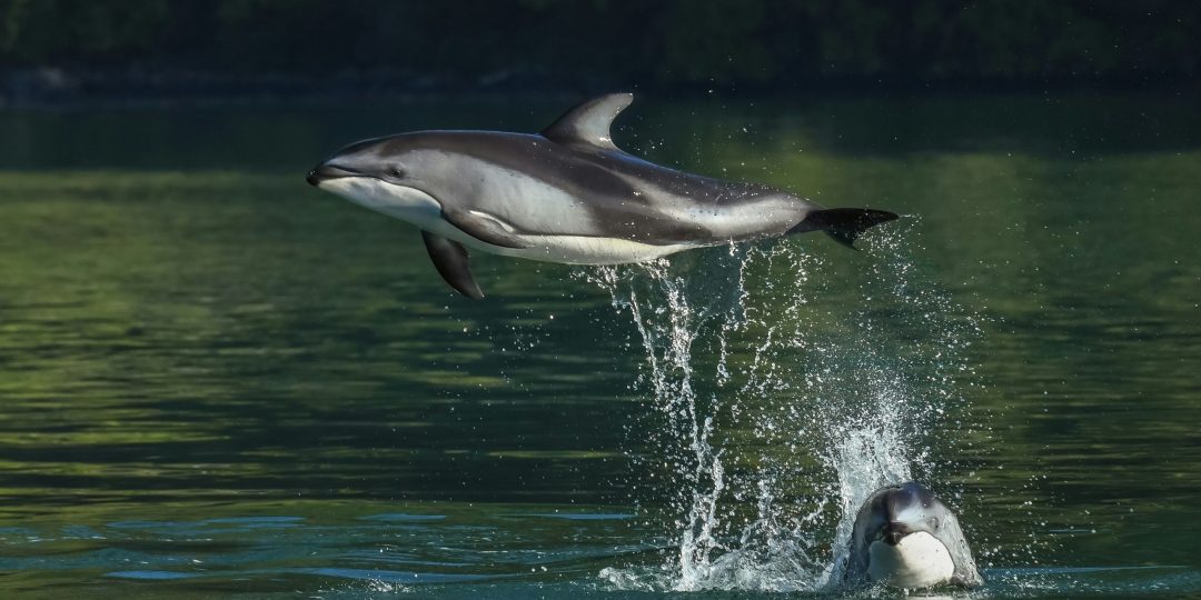 Zwei Delfine, einer schwebt waagrecht in der Luft.