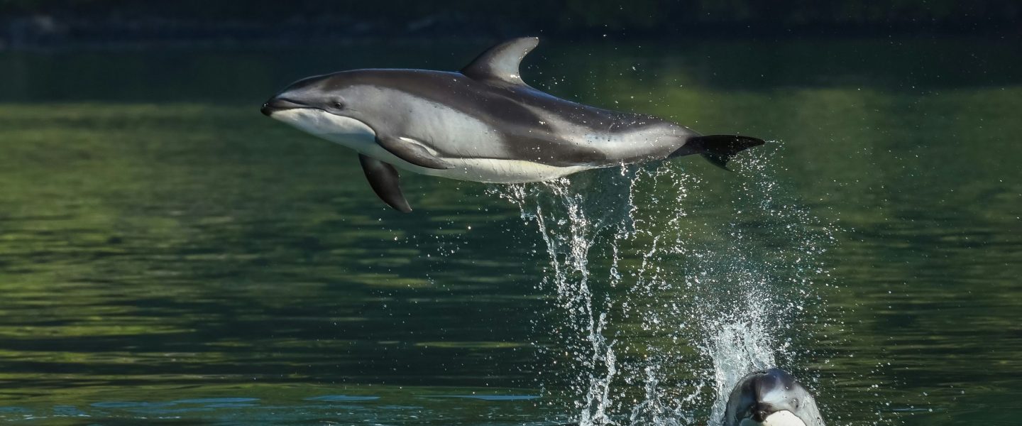 Zwei Delfine, einer schwebt waagrecht in der Luft.