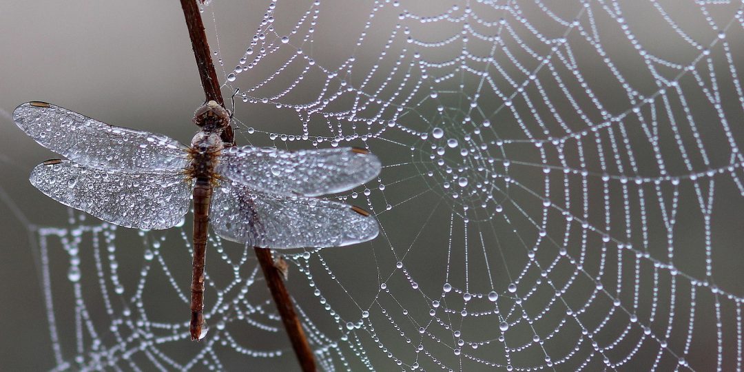 Eine Libelle und ein Spinnennetz mit Tautropfen.