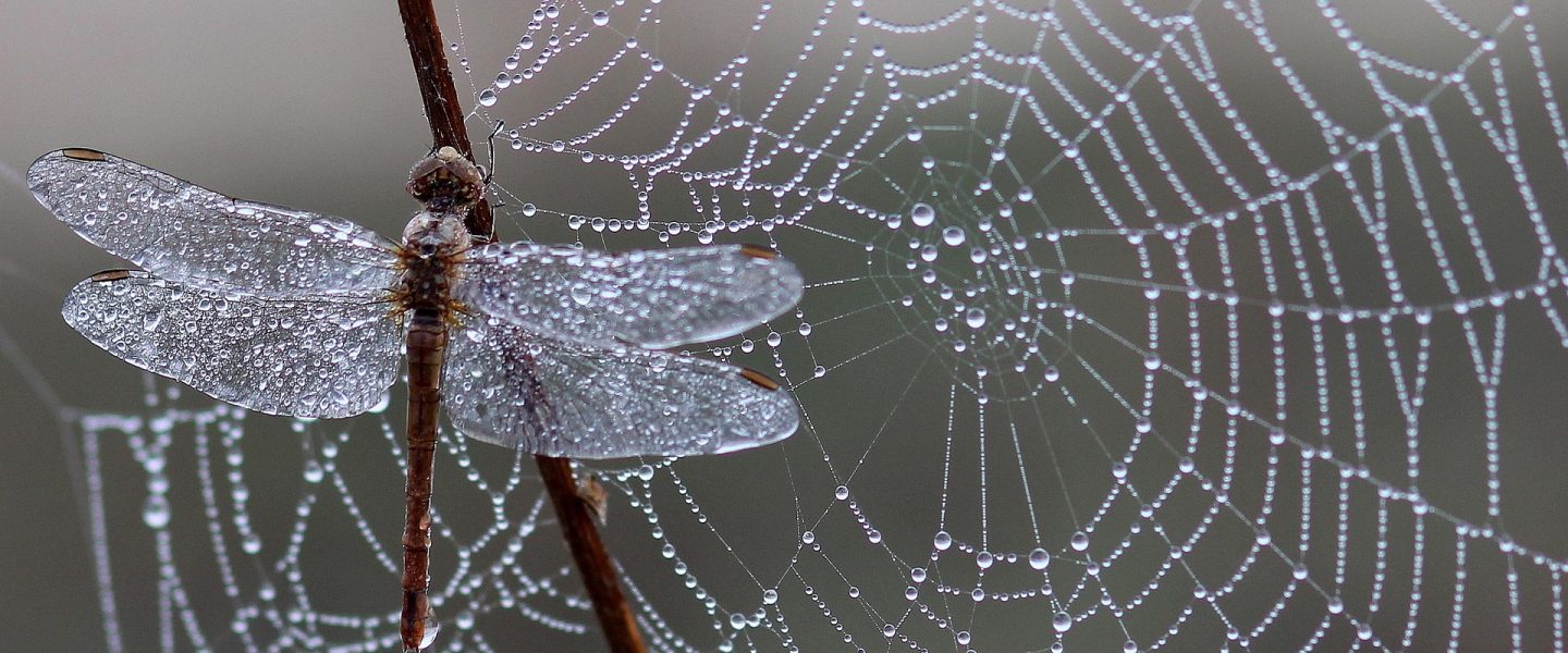 Eine Libelle und ein Spinnennetz mit Tautropfen.