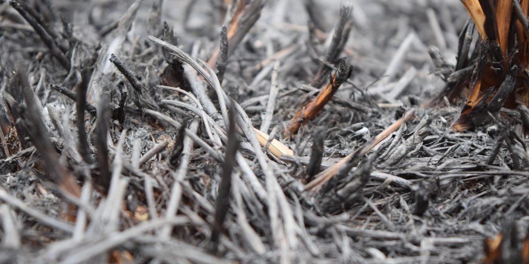 Nahaufnahme von verkohltem Holz