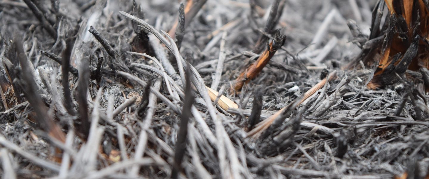 Nahaufnahme von verkohltem Holz