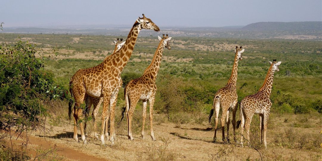 Es geht auch ohne Leistungsdruck: Eine Herde Giraffen in der Savanne