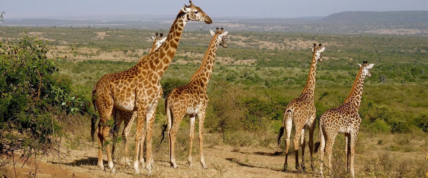 Es geht auch ohne Leistungsdruck: Eine Herde Giraffen in der Savanne