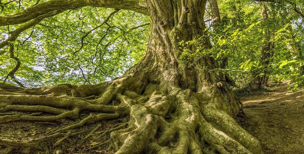 Gefühle reichen tief: Ansicht einer Buche, deren Wurzeln einen Hang hinab ragen.