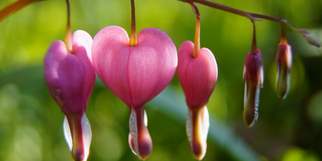 Pflanzenbild: Ein Zweig eines Tränenden Herzens mit rosafarbenen, herzförmigen Blüten
