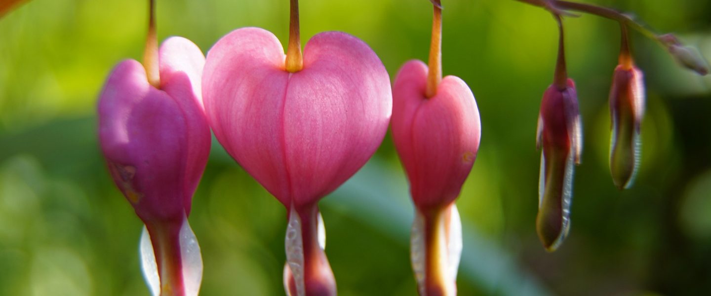 Pflanzenbild: Ein Zweig eines Tränenden Herzens mit rosafarbenen, herzförmigen Blüten