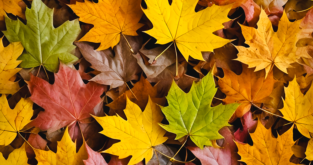 Hier gibt es nichts zu bewerten, die sind alle gleich schön: bunte Herbstblätter