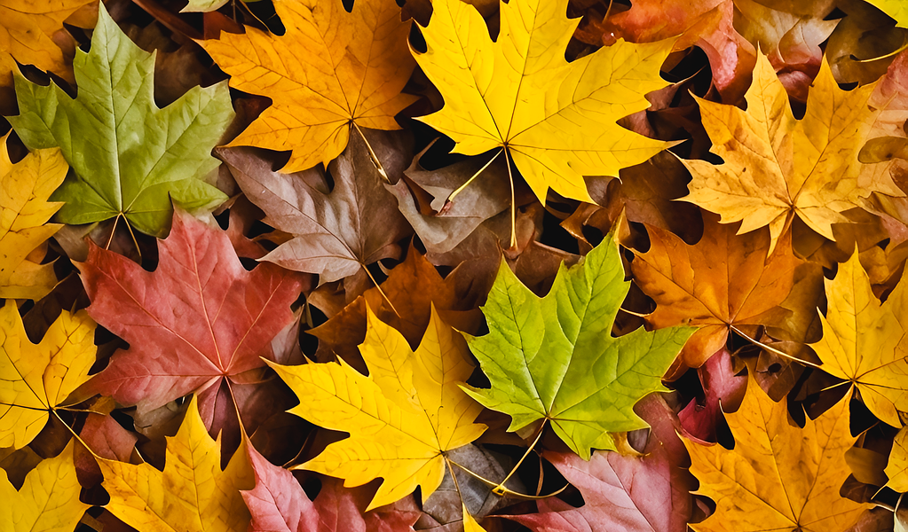 Hier gibt es nichts zu bewerten, die sind alle gleich schön: bunte Herbstblätter