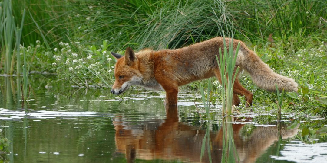 Fuchs am Ufer eines Gewässers, in dem er sich spiegelt