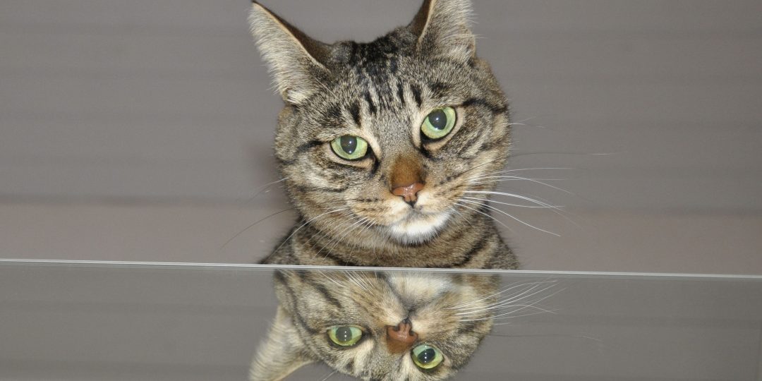 Kopf einer getigerten Katze über einem spiegelnden Tisch