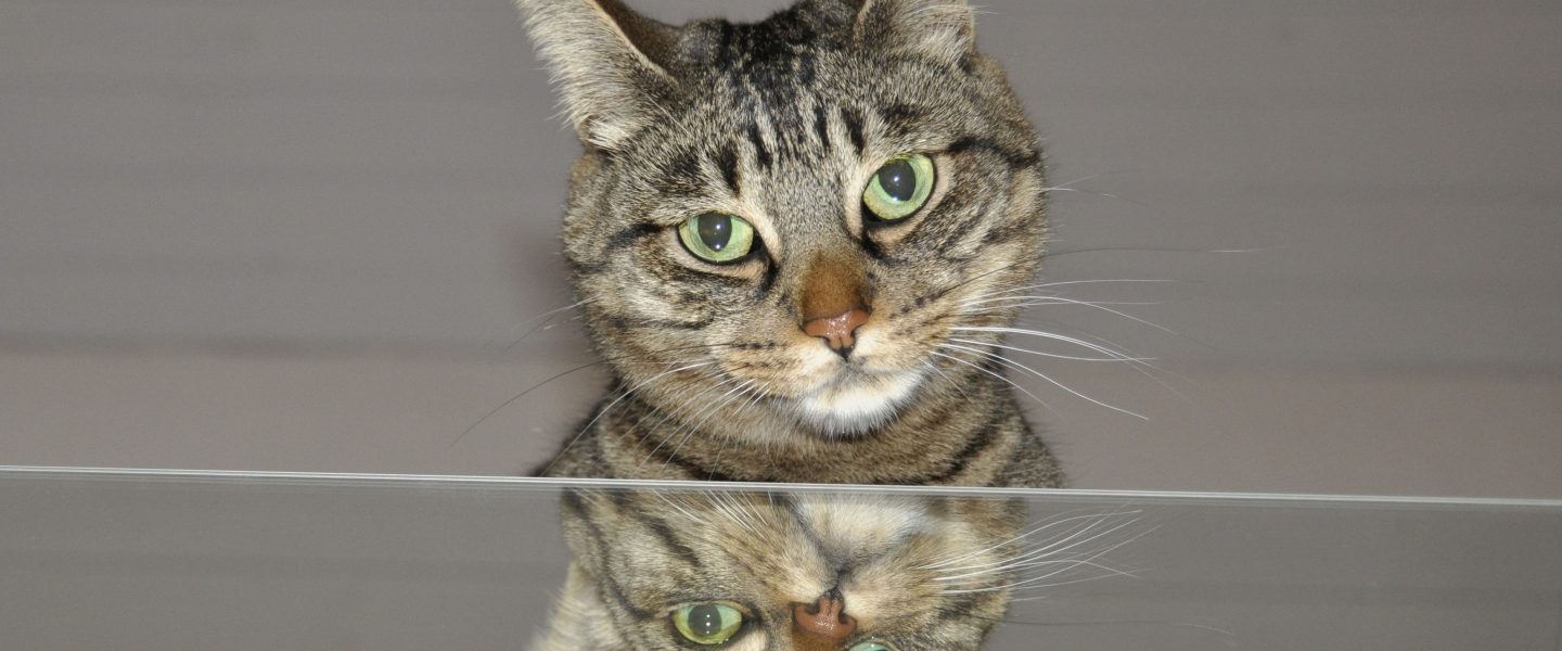 Kopf einer getigerten Katze über einem spiegelnden Tisch