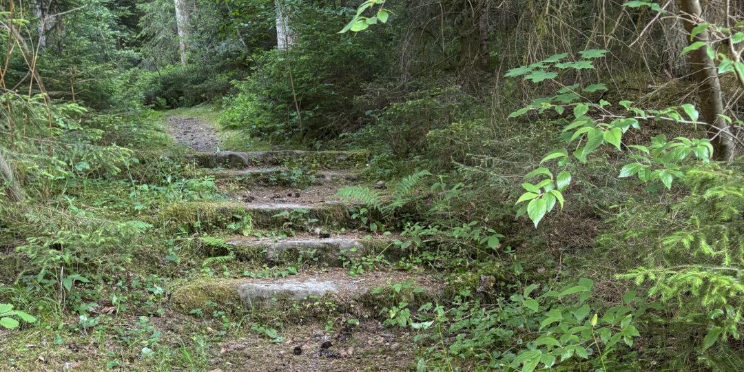 romantisch überwucherte Steintreppe im Schwarzwald